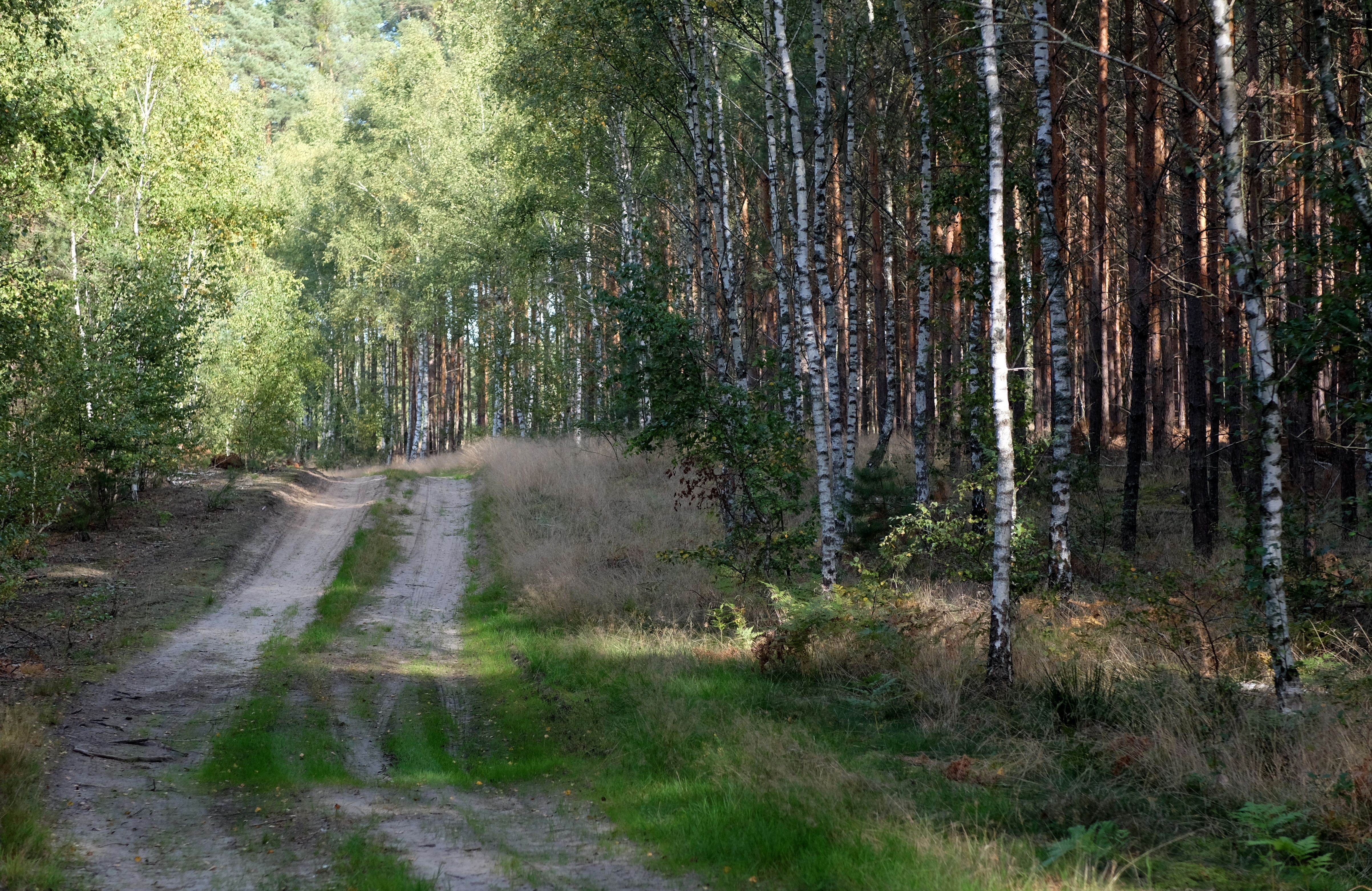 Scenic Forest Pathway Through Birch Trees in Summer · Free Stock Photo