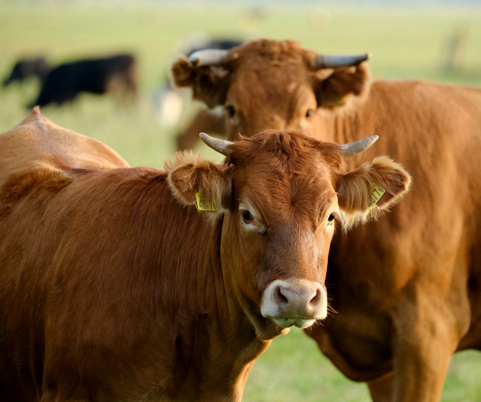 Portrait of a cow at a veterinary clinic