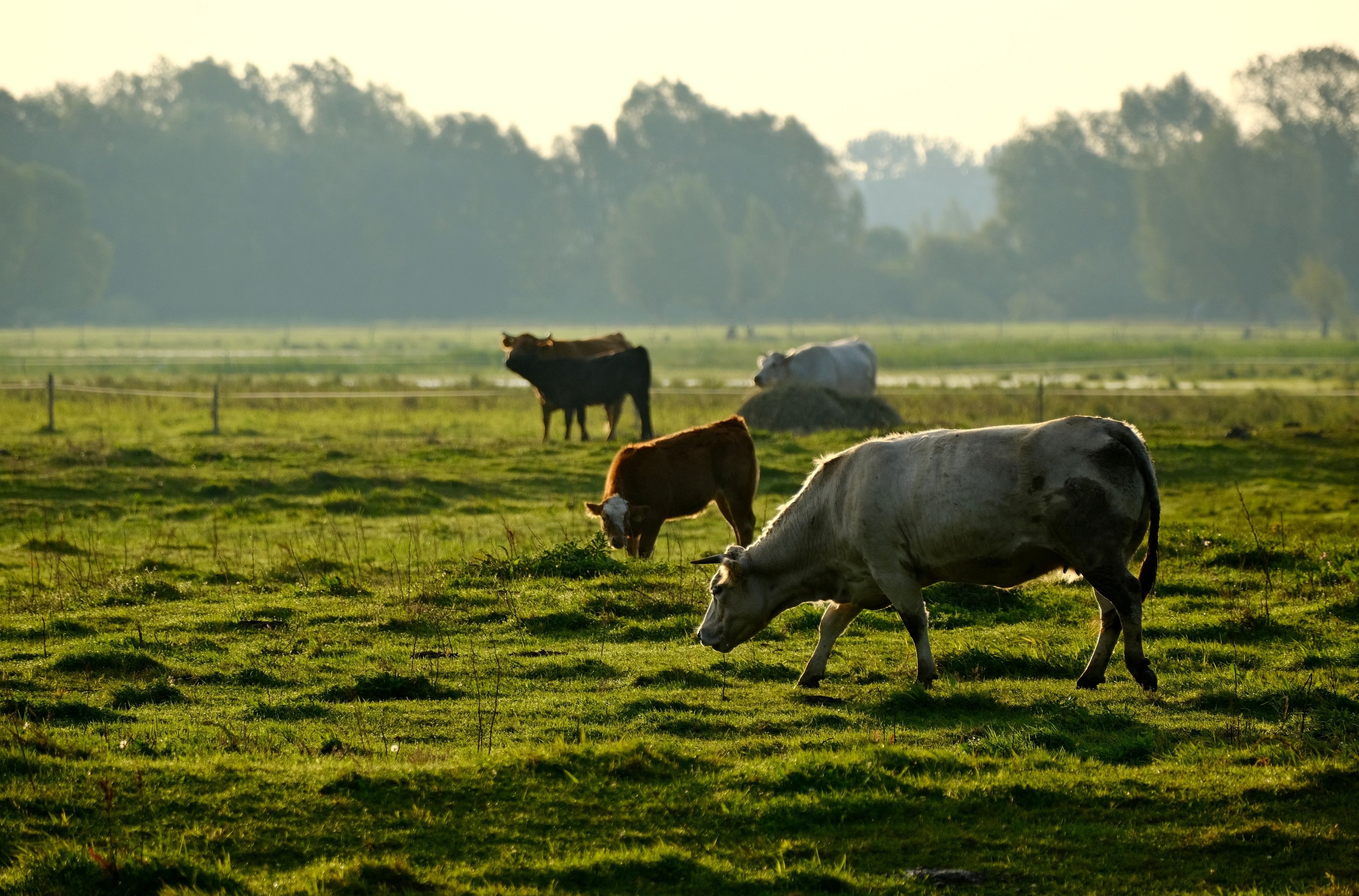 Ceva Animal Health and Mitsui &amp; Co. announce the creation of Ceva Bussan Animal Health — Photo by Roman Biernacki on Pexe