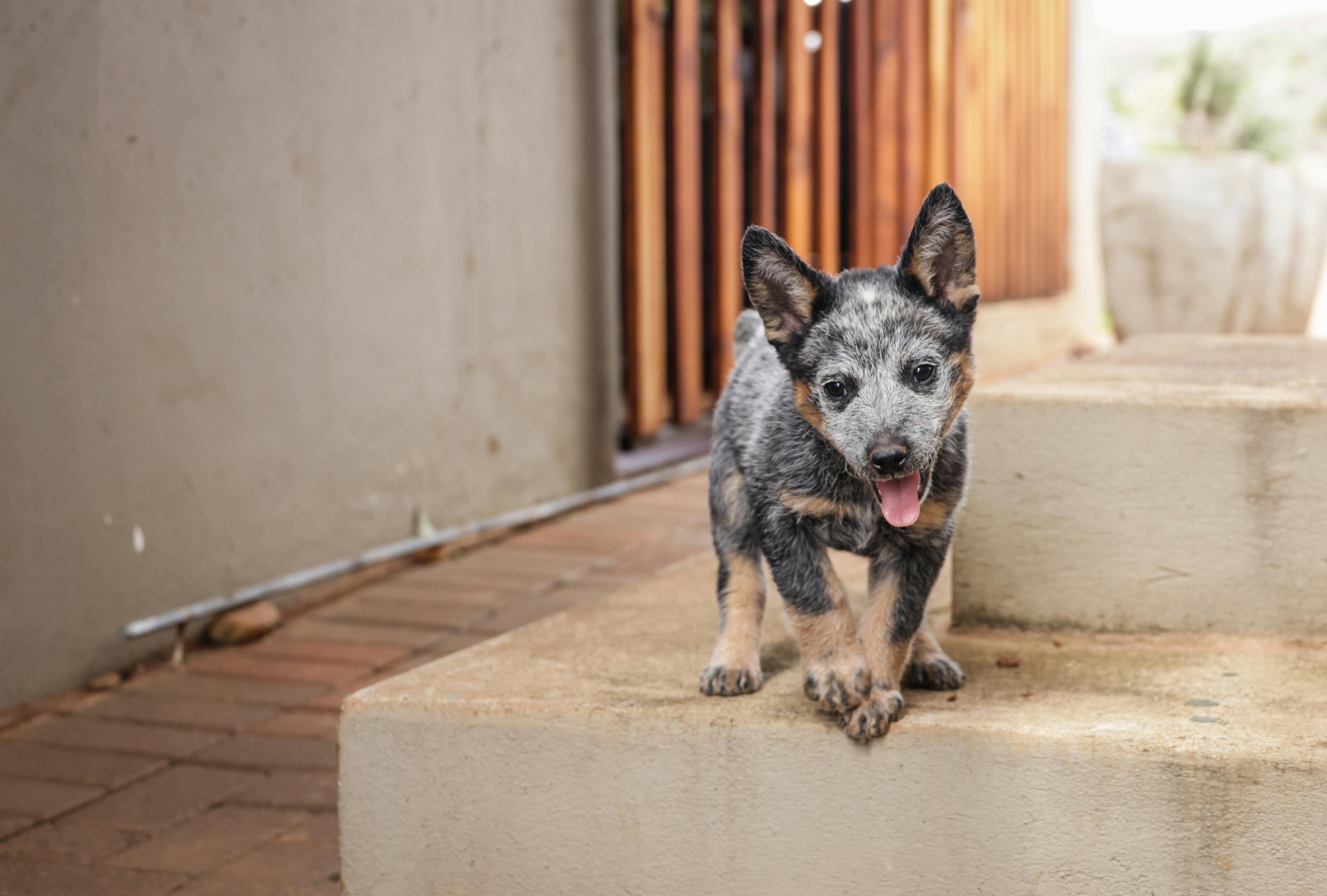 A Guide to Adopting Pets: Finding Your Perfect Companion