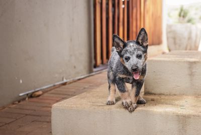 My Mastiff Puppy Got Diarrhea From Every New Food — Here's the Slow Switch That Finally Held
