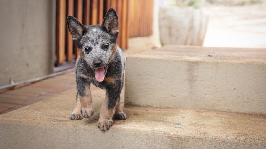 When to Start Exposing a Puppy to Grooming