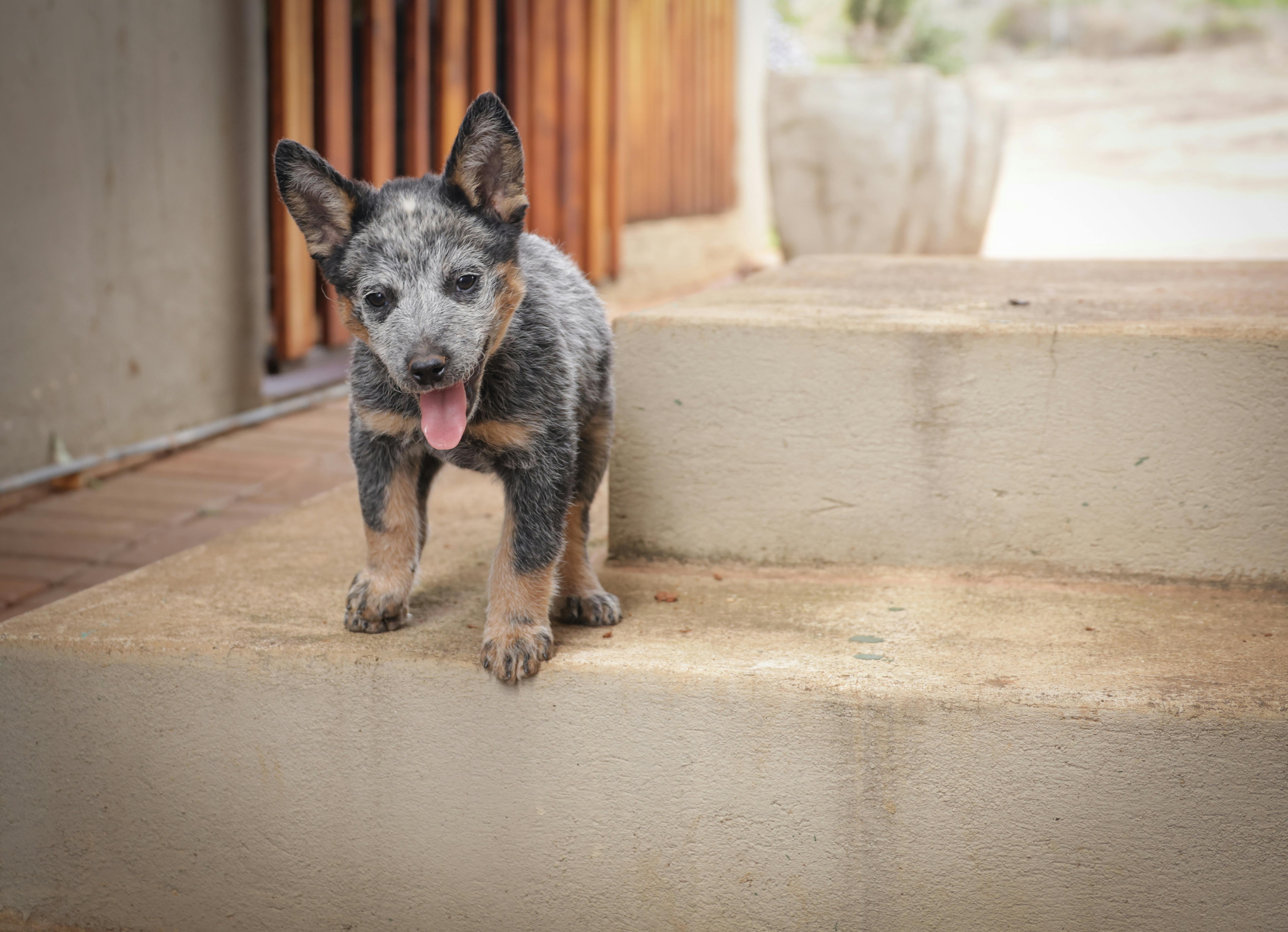Διατροφή Australian Cattle Dog: Τι Τρώει & Πόσο Φαγητό Χρειάζεται