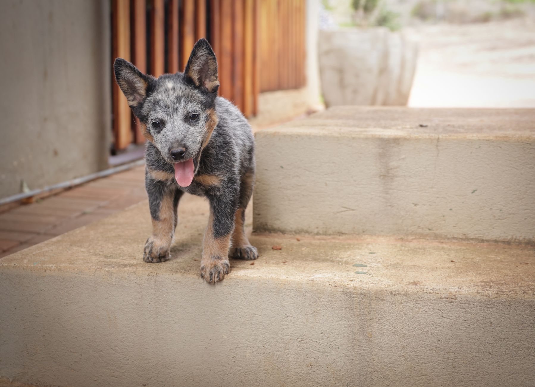 How to Stop Separation Anxiety in Dogs: A Step-by-Step Training Guide
