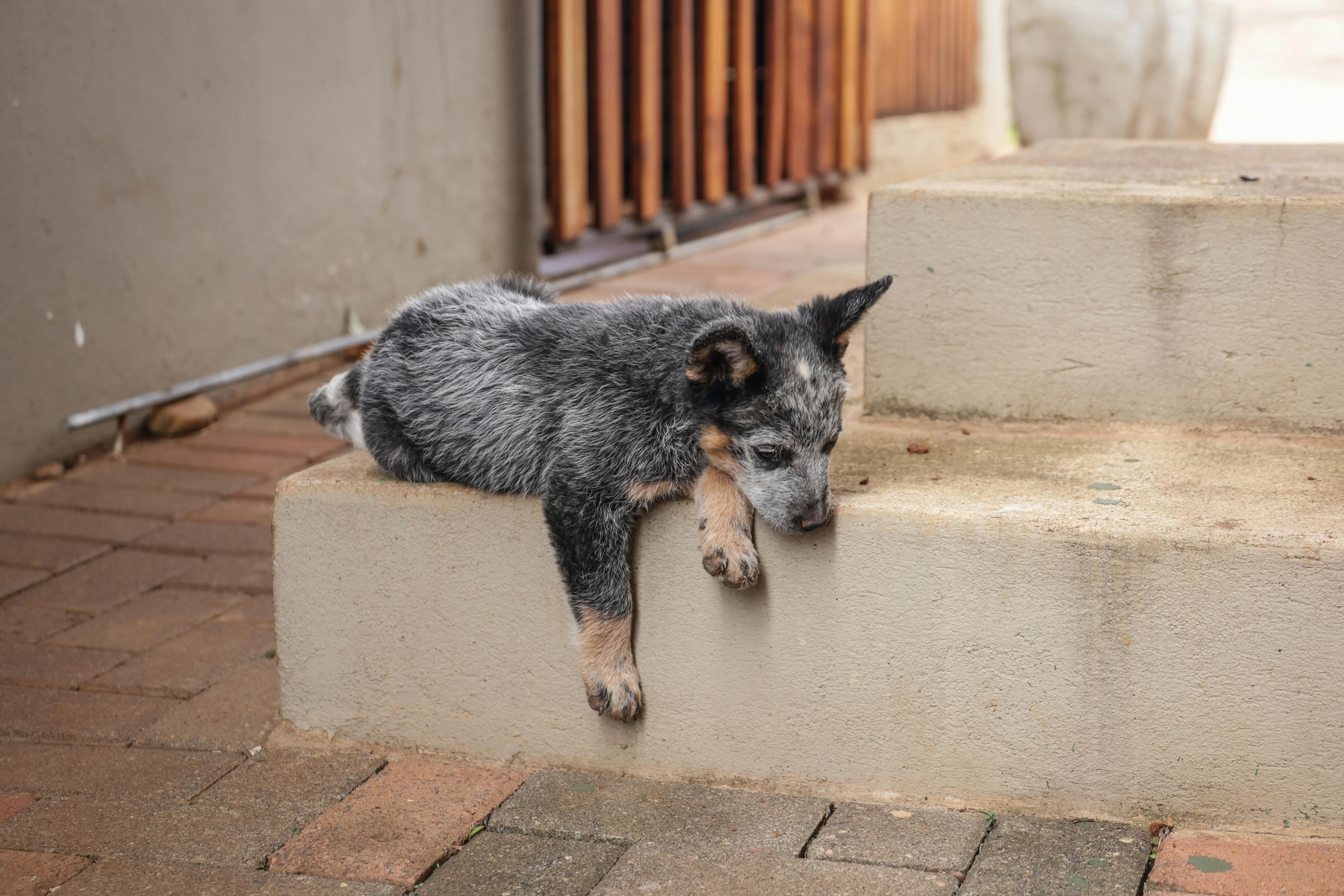 Adorable Australian Cattle Dog puppy lying on steps, showing its playful and relaxed demeanor.
