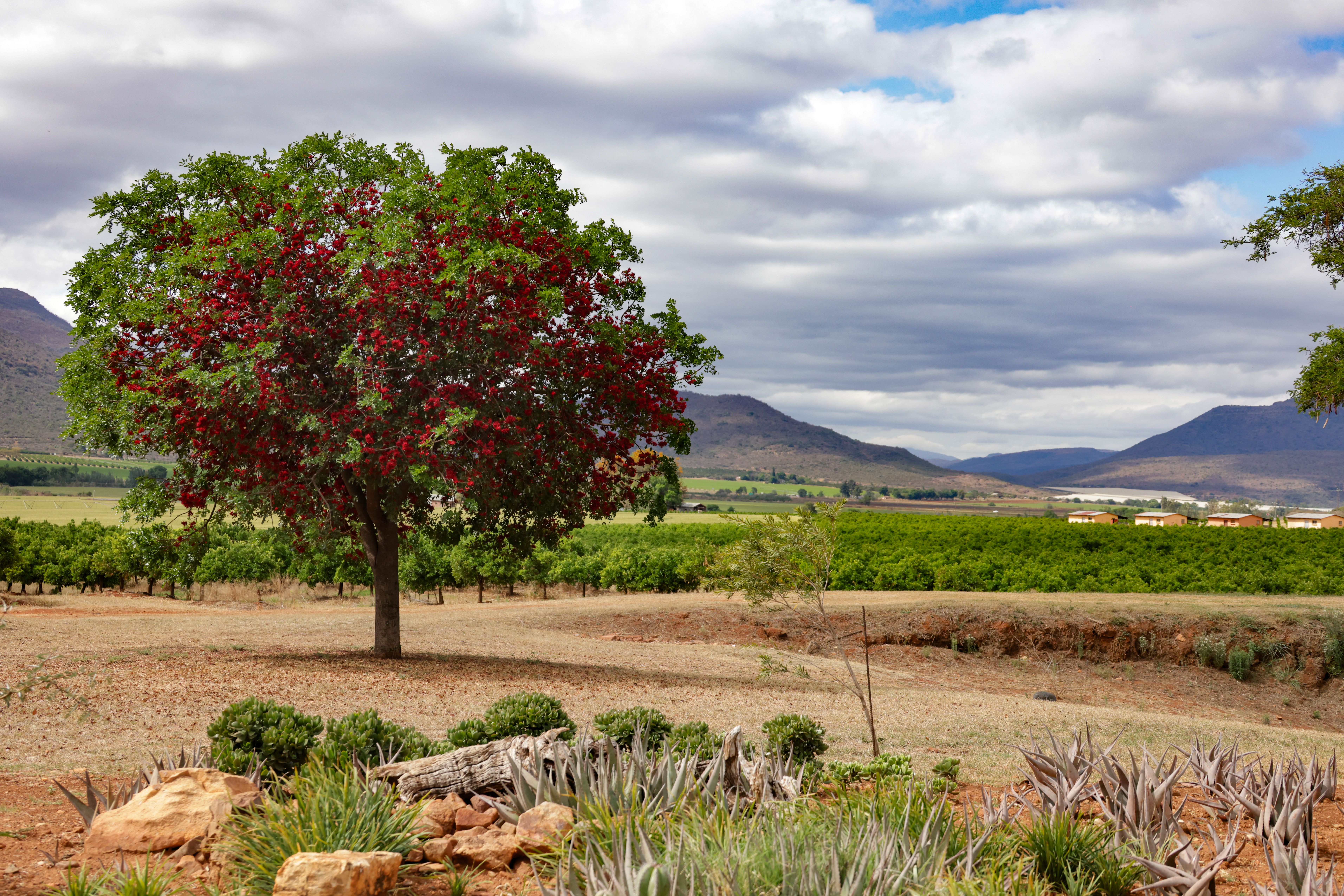 Scenic Rural Landscape with Vibrant Tree · Free Stock Photo