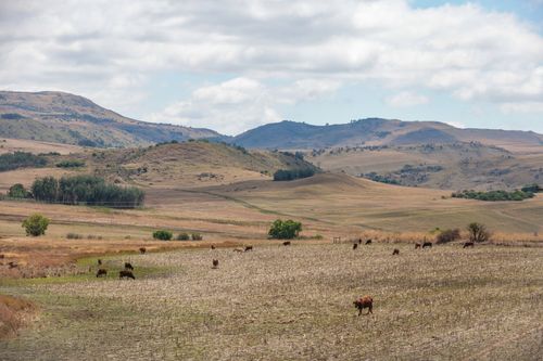 Free Beautiful countryside landscape featuring grazing cows on a hillside under a cloudy sky. Stock Photo