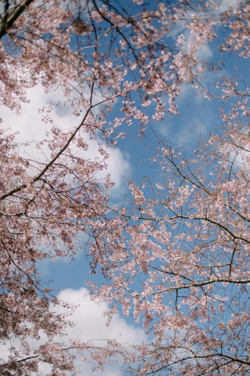 Free Beautiful cherry blossoms in full bloom under a vibrant blue sky in spring. Stock Photo