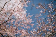 Cherry Blossoms Under Bright Blue Sky in Spring