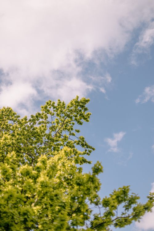 Free Beautiful oak trees in Ngāruawāhia, New Zealand, set against a clear springtime sky. Stock Photo