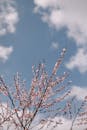 Cherry Blossoms Against a Blue Spring Sky