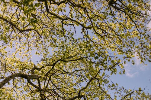 Free Sunlit oak tree branches create a vibrant pattern against the clear spring sky in Ngāruawāhia. Stock Photo