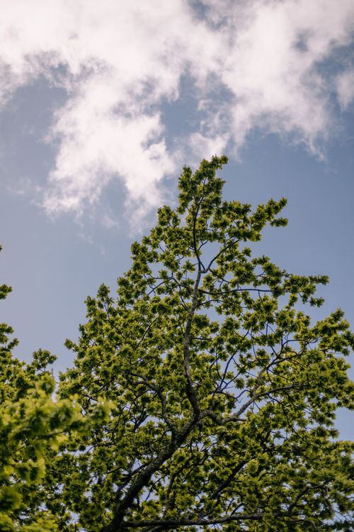 Free Vibrant oak tree reaching towards the sky, surrounded by fluffy clouds in a serene spring scene. Stock Photo