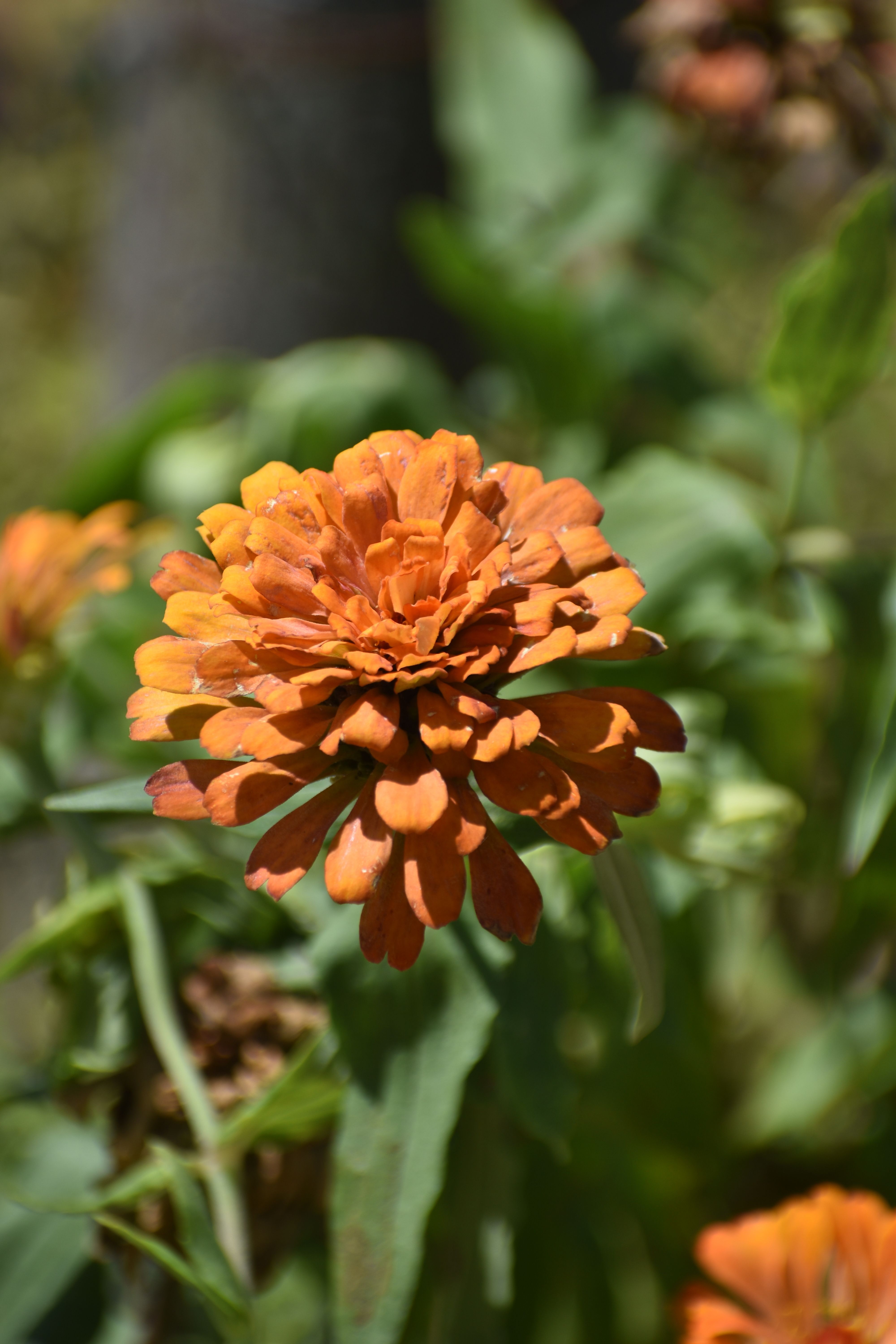 [ColoSach]-close-up-of-a-vibrant-orange-zinnia-flower-in-full-bloom-against-lush-green-foliage-outdoors.