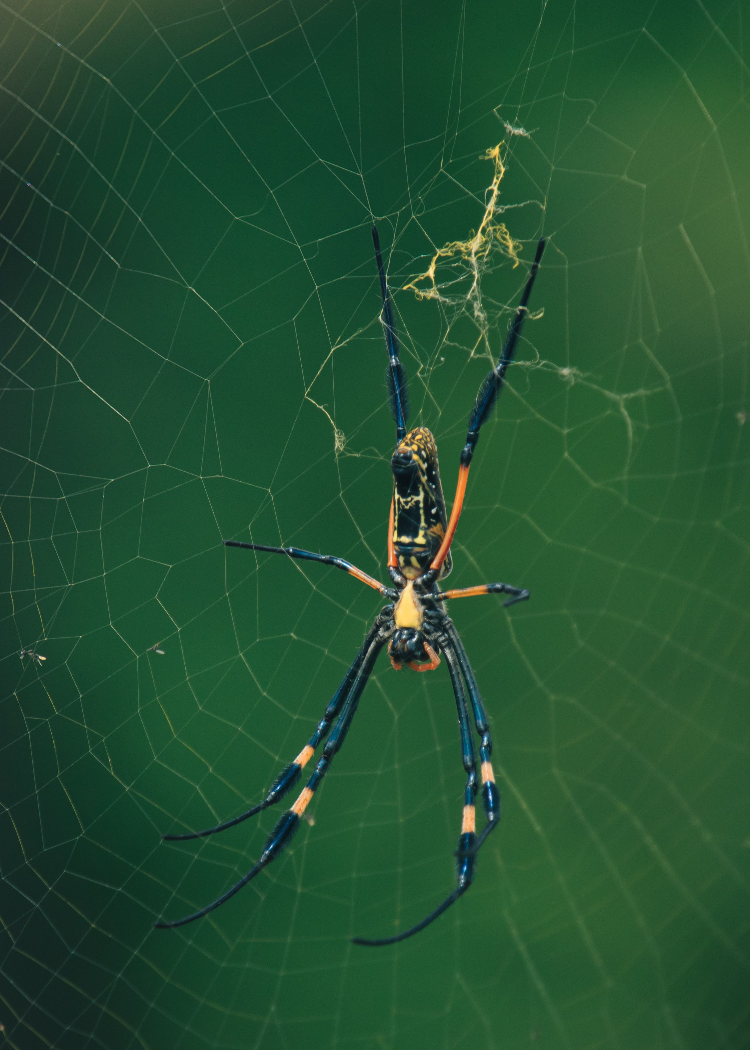 Close-up of a golden orb weaver spider on a web against a green natural backdrop.