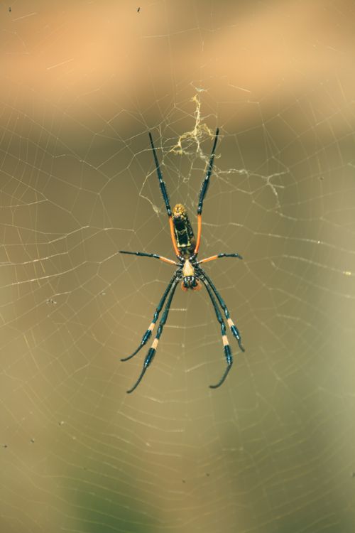 Free Detailed view of a spider resting on its web in a natural outdoor setting, showcasing intricate web patterns. Stock Photo