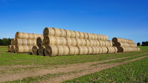 Free Photograph of stacked hay bales in a field in Hohenhorn, Germany under a clear blue sky. Stock Photo