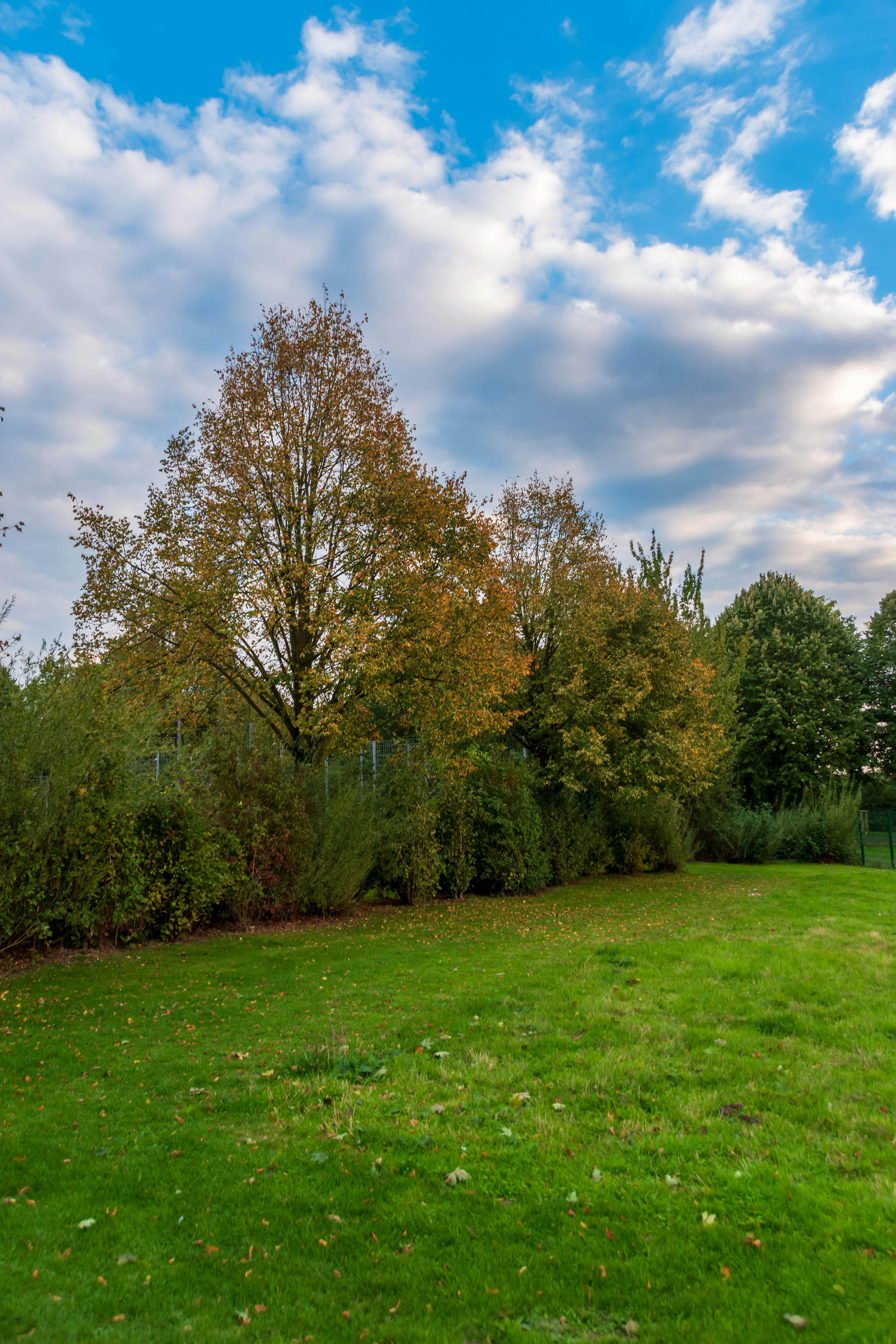 Tranquil outdoor autumn scene featuring vibrant fall foliage and a green lawn.