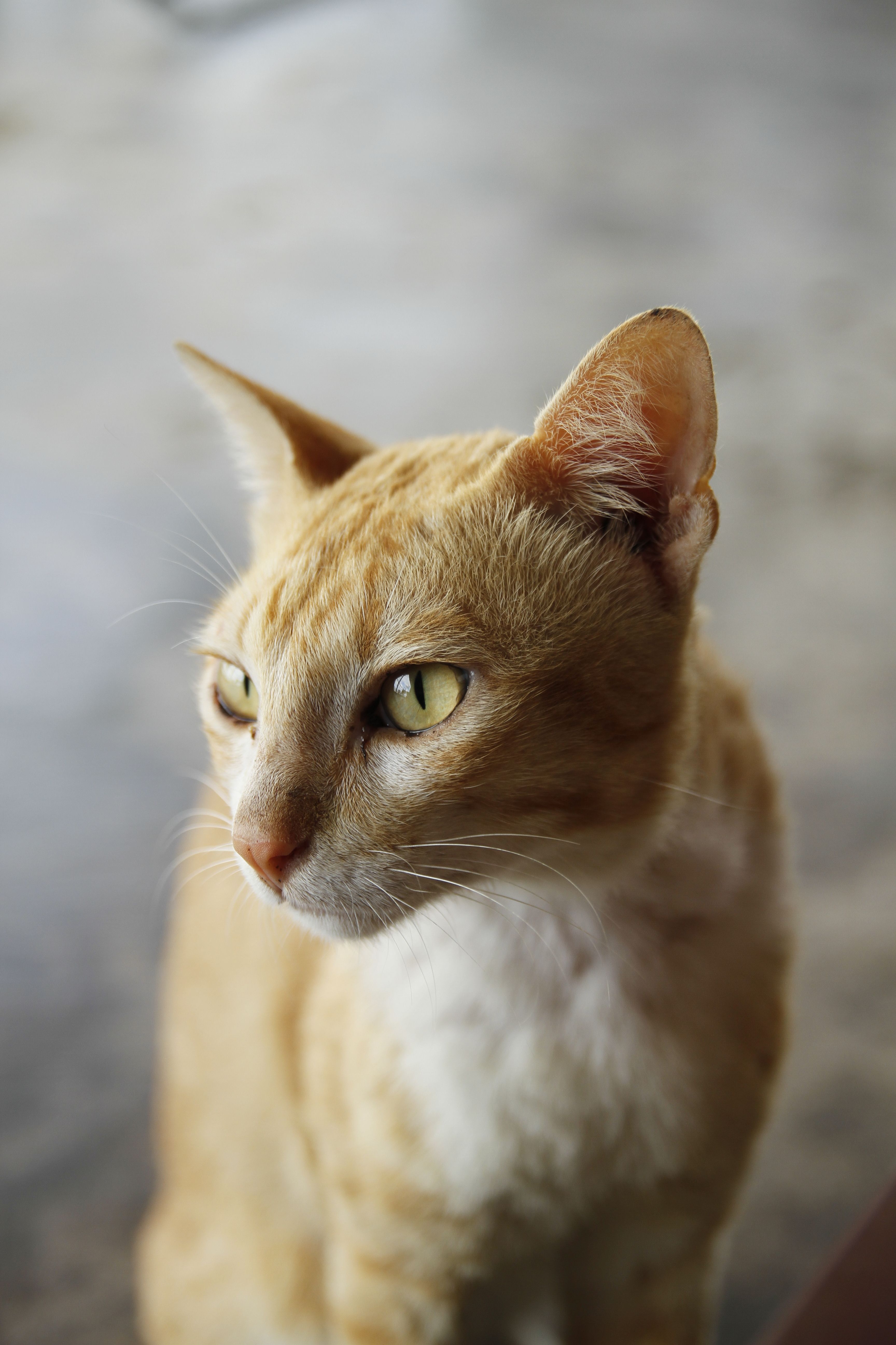 A focused close-up of a ginger cat with striking green eyes sitting indoors.