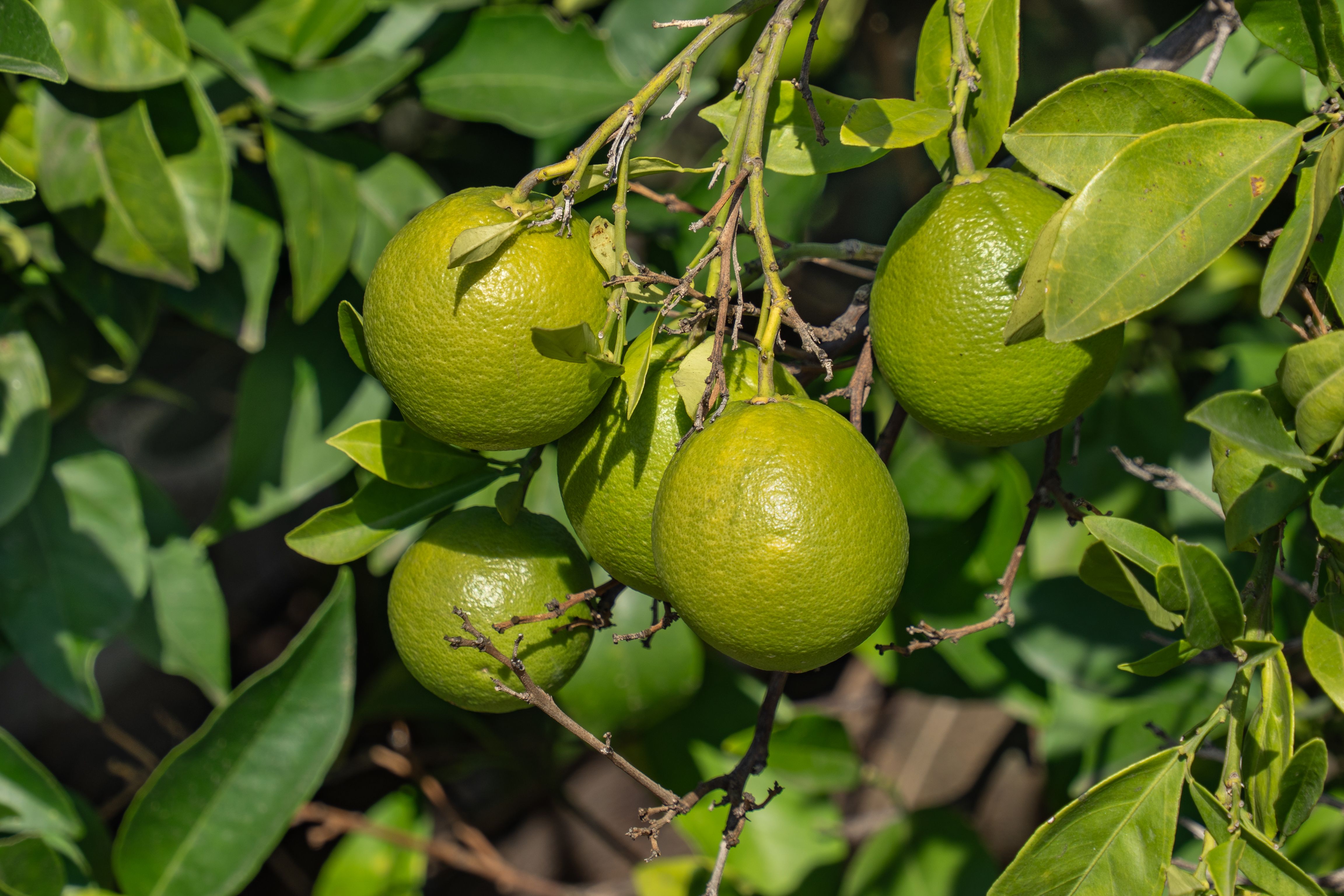 Close-up of Green Lemons on Tree Branches · Free Stock Photo