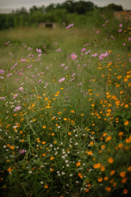 Free A serene meadow filled with colorful wildflowers blooming in lush green grass. Stock Photo