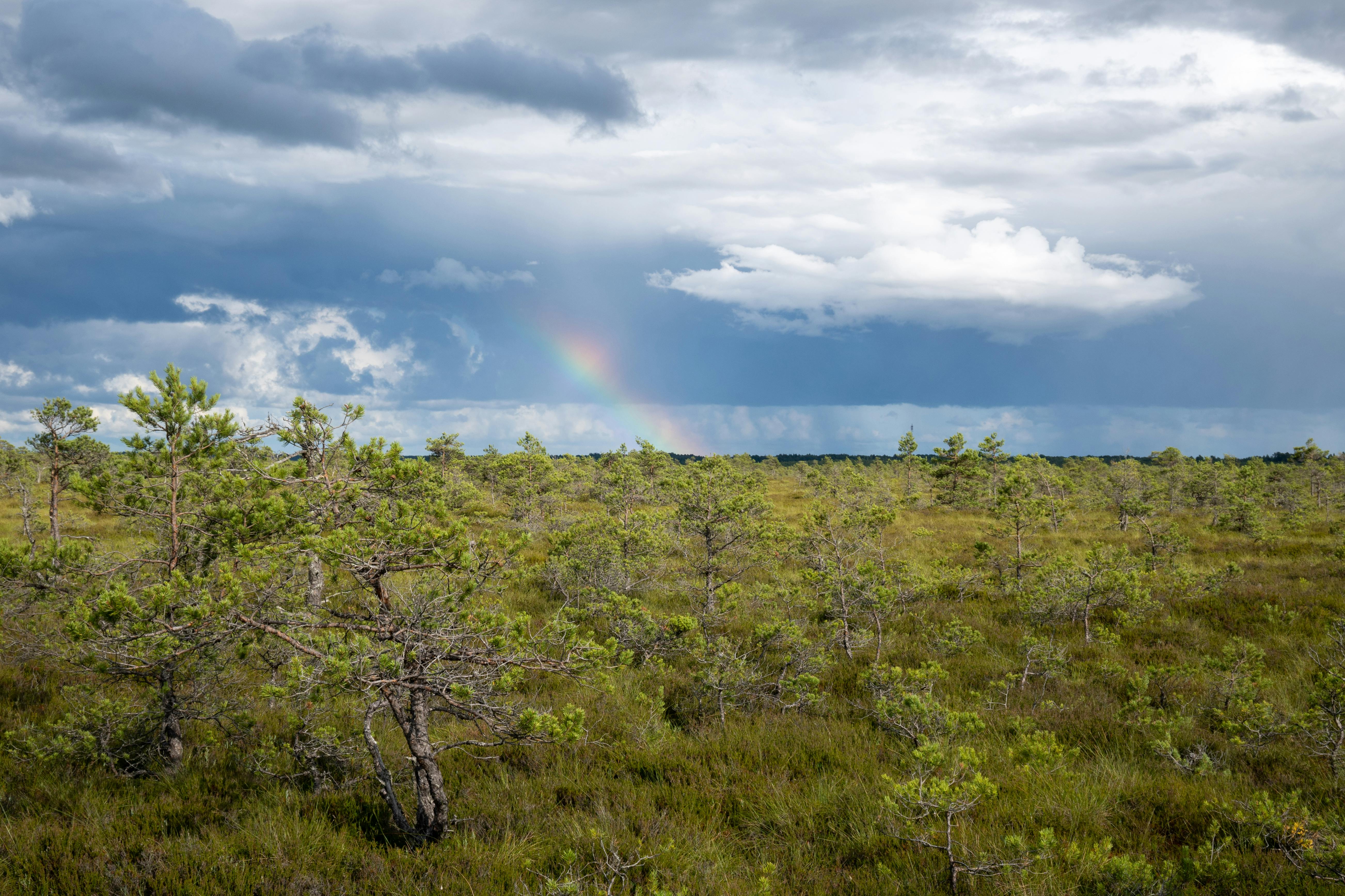 Estonia's week continues with cool and windy conditions
