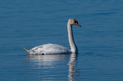 Free A graceful swan floats on a tranquil blue lake in Estonia, showcasing serene beauty in nature. Stock Photo