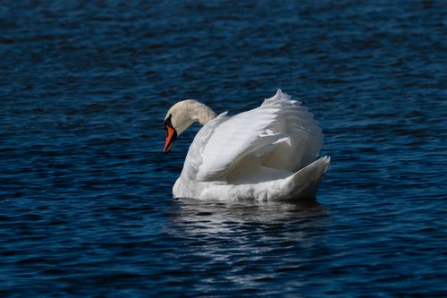 Free A serene mute swan gracefully glides across vibrant blue waters in Estonia. Stock Photo