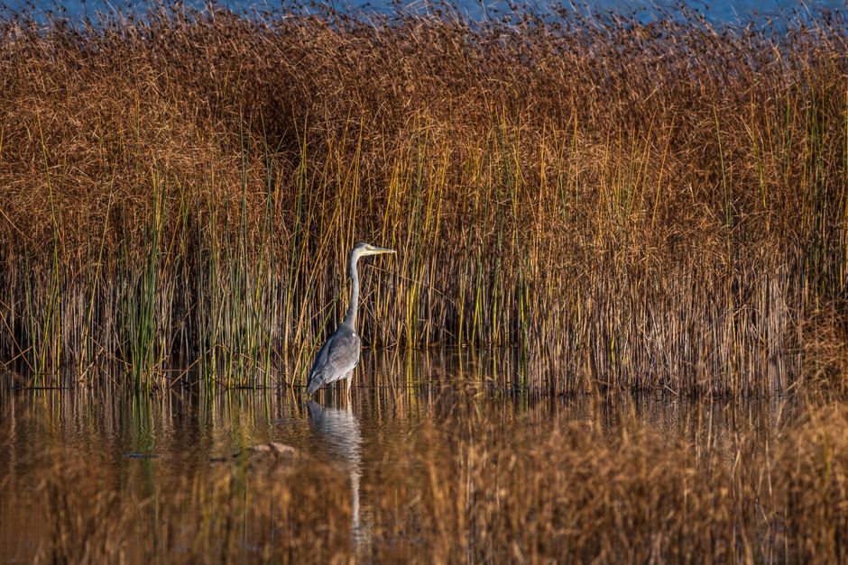 Serene capture of a grey heron standing amidst tall reeds in an Estonian wetland.