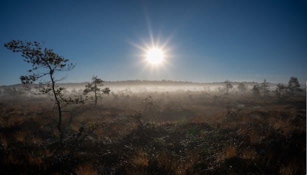 Dramatic sunrise over a foggy Estonian bog with silhouetted trees and serene atmosphere.