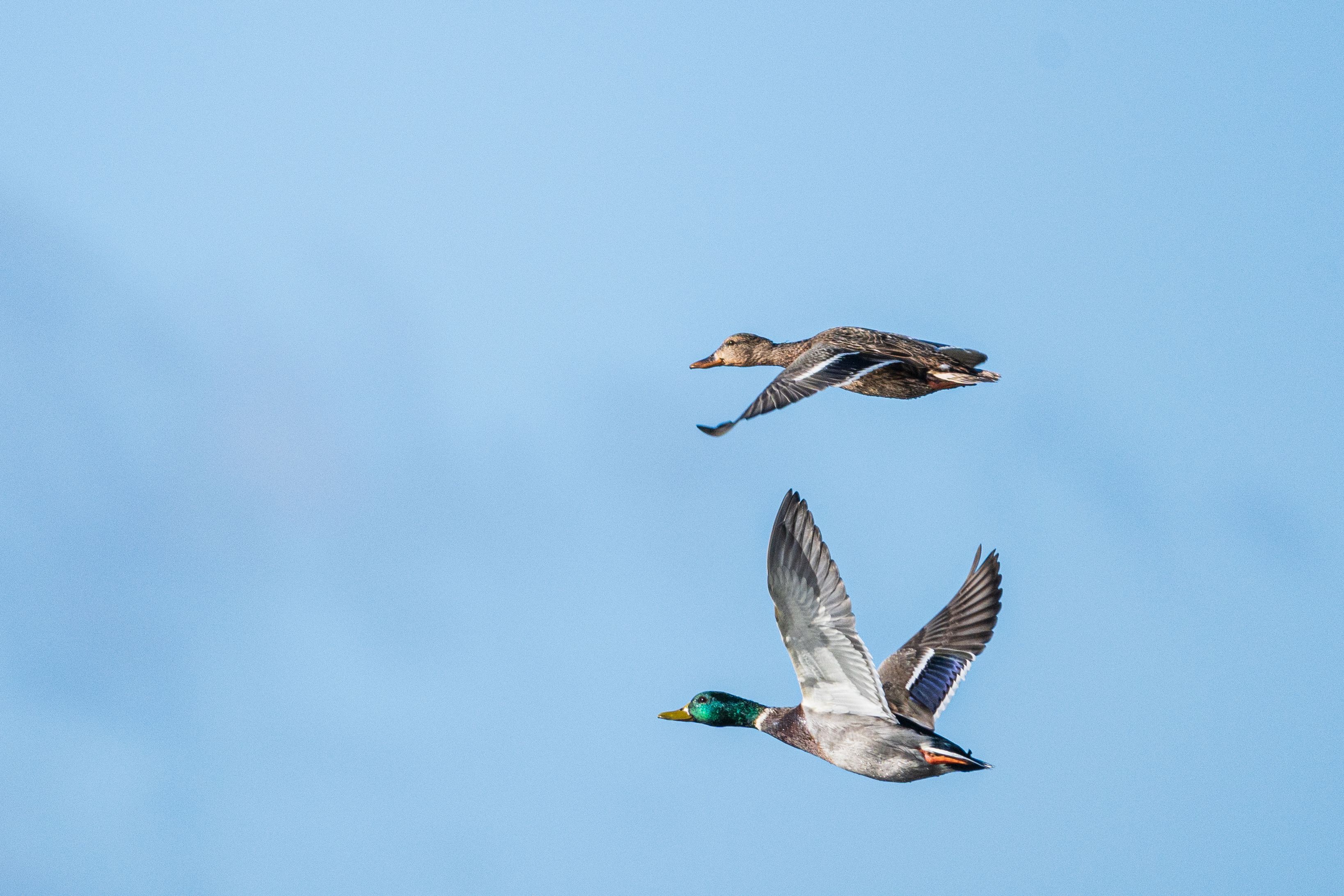 Two mallard ducks flying in a clear blue sky in Estonia, showcasing nature's beauty.