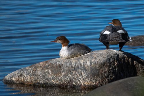 Free Two common mergansers resting on rocks in a serene Estonian lake environment. Stock Photo