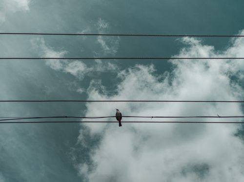 Free A solitary bird comfortably perched on a wire with a backdrop of cloudy blue sky. Stock Photo