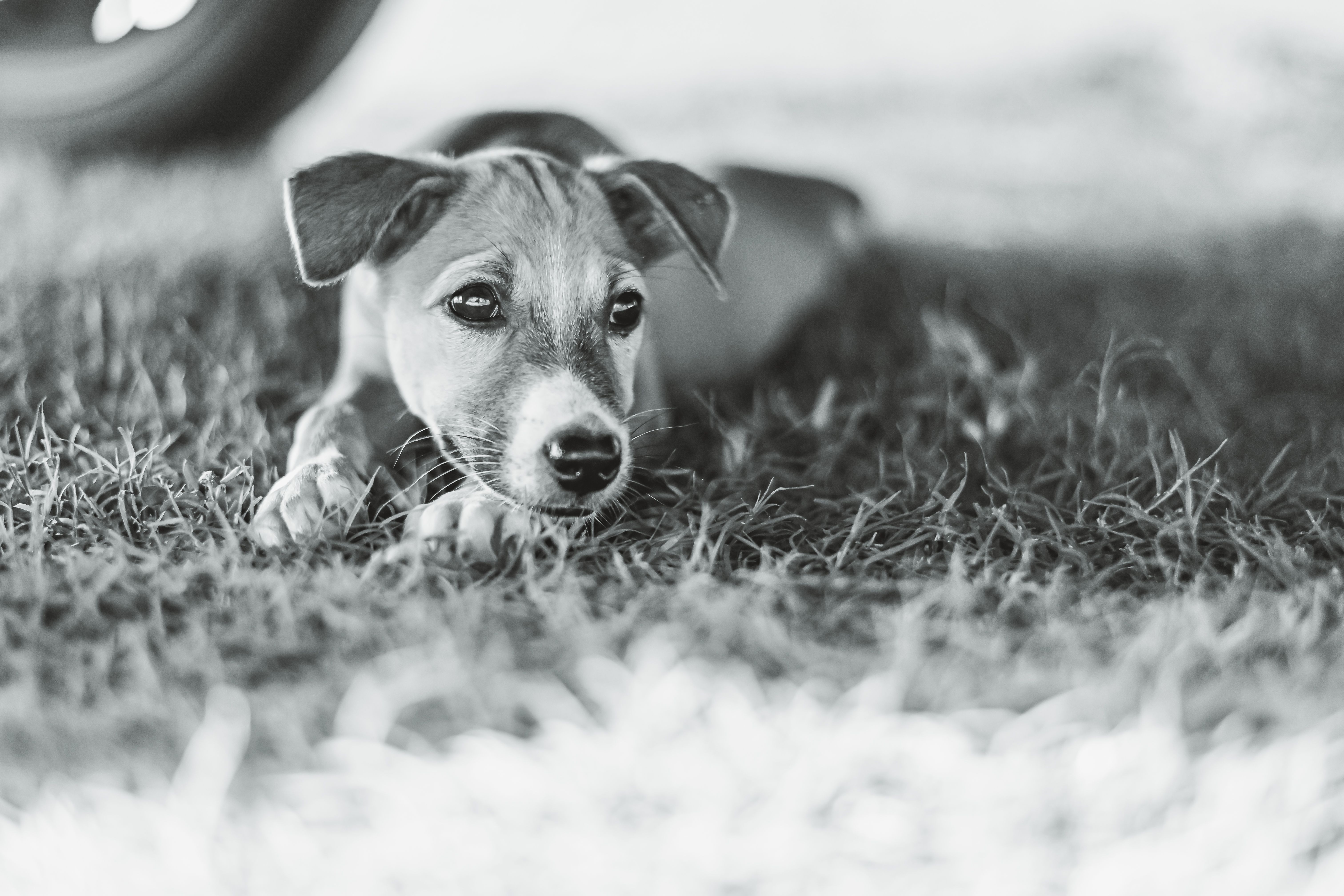 Healthcare and wellness consultation for a dog