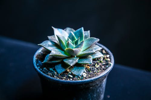 Green Succulent Plant in Black Pot