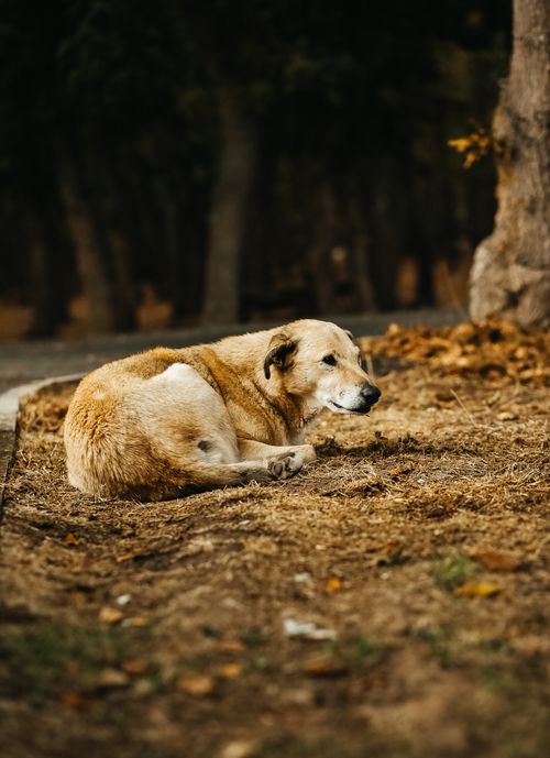 Free A lone dog rests on earthy ground in a serene autumn forest setting. Stock Photo