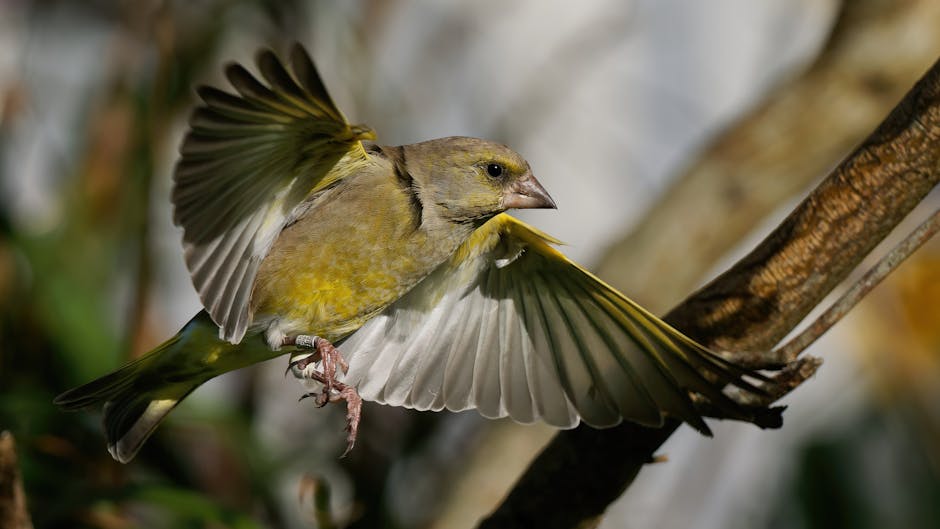 Birdwatching
