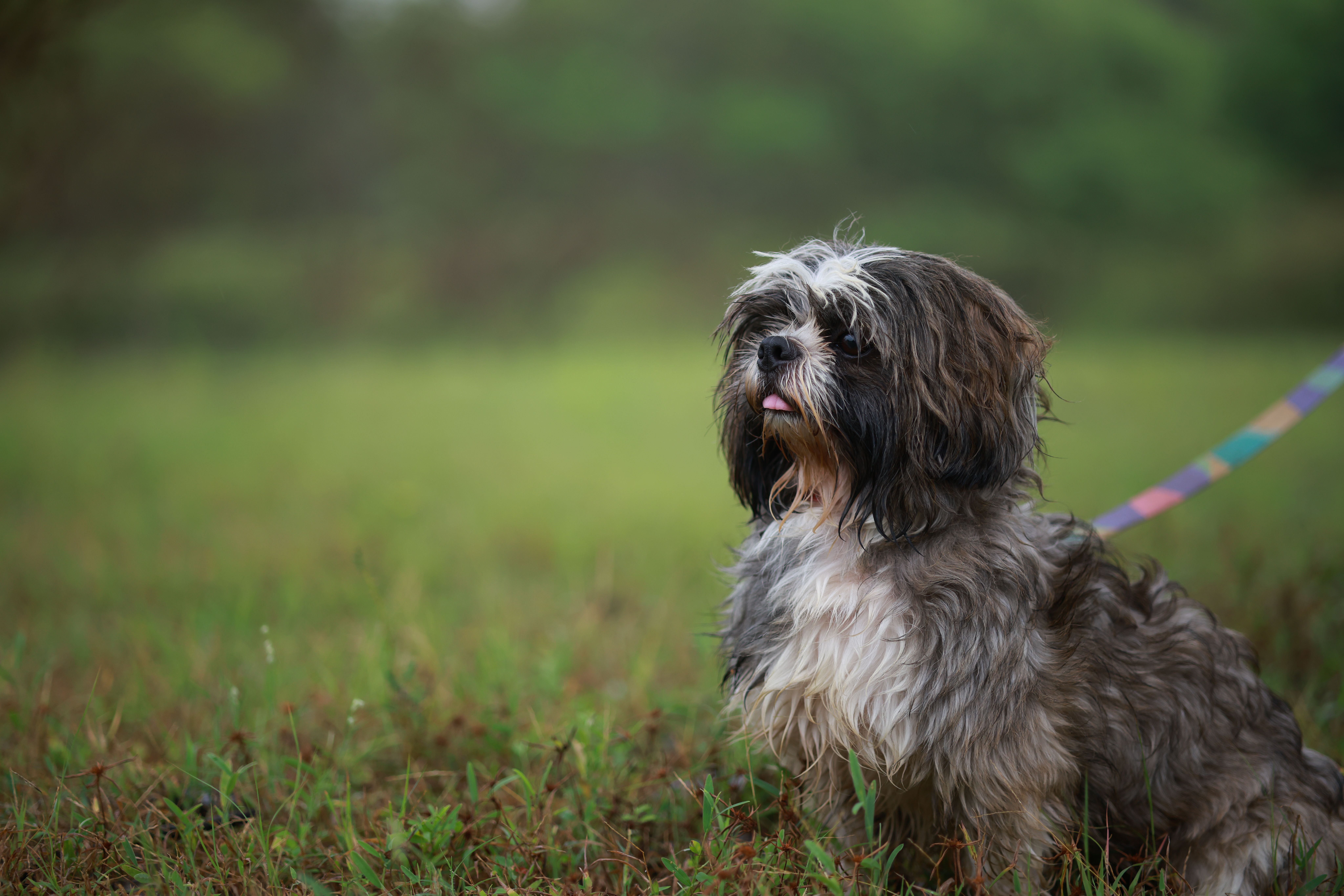 Portrait of a dog at a veterinary clinic