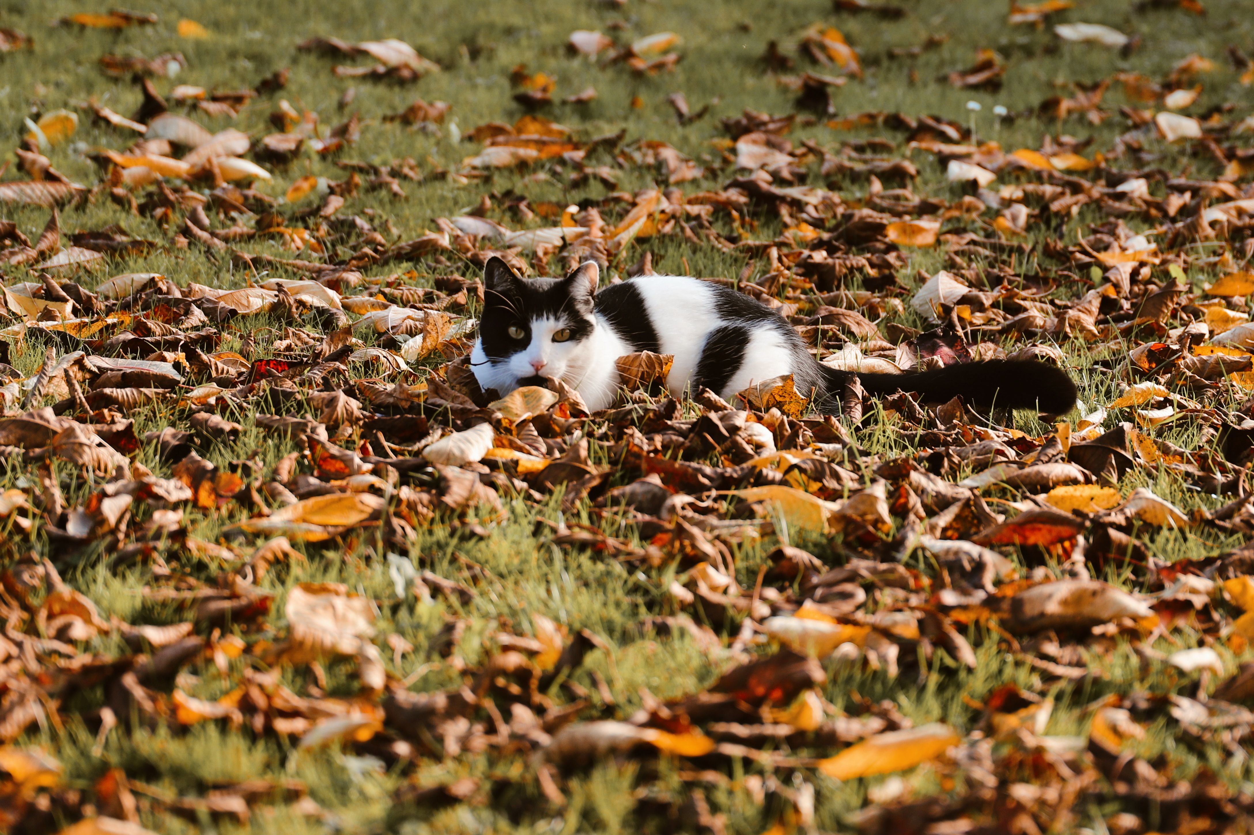 Cat relaxing among autumn leaves in a sunny garden