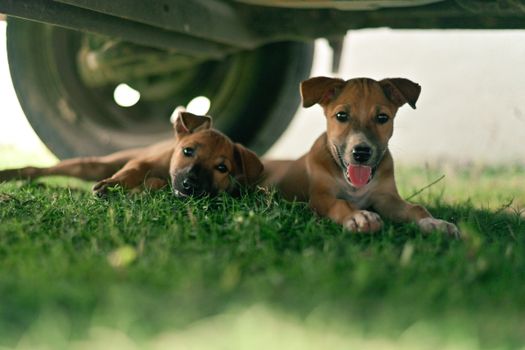 Two playful puppies resting under a vehicle, showcasing their innocence and charm on a sunny day.