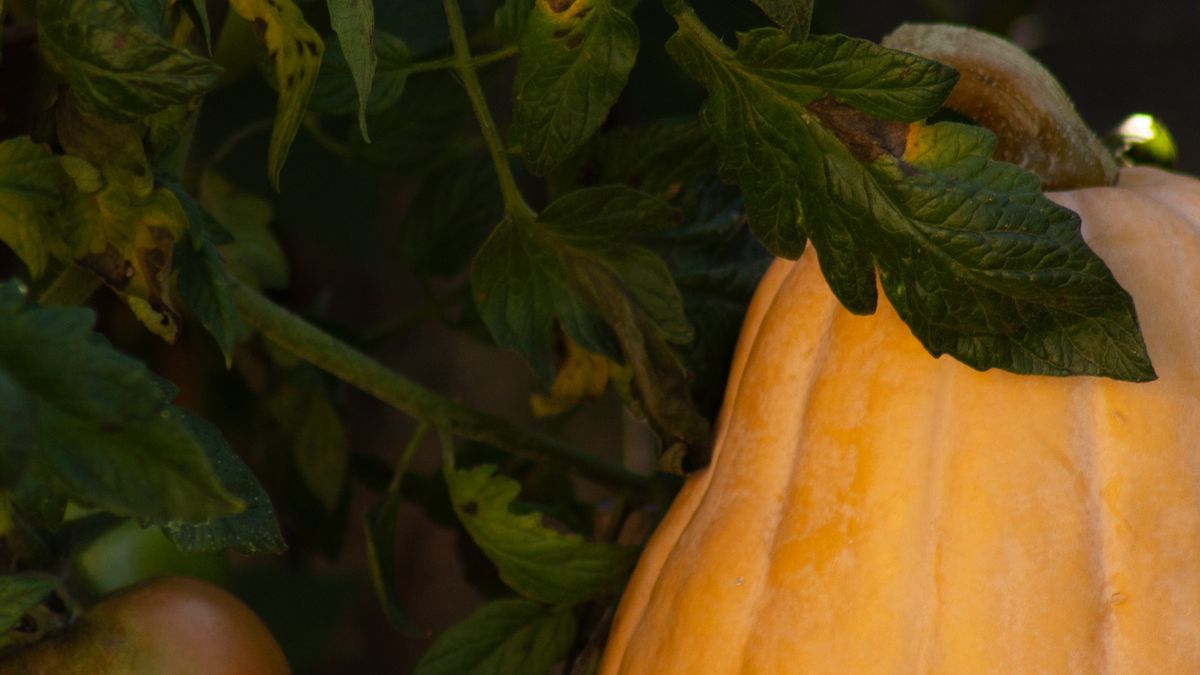 Comment réussir la culture des courges dhiver en pot - illustration
