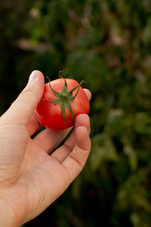 Free A hand holds a fresh red tomato, possibly homegrown, against a blurred garden background. Stock Photo