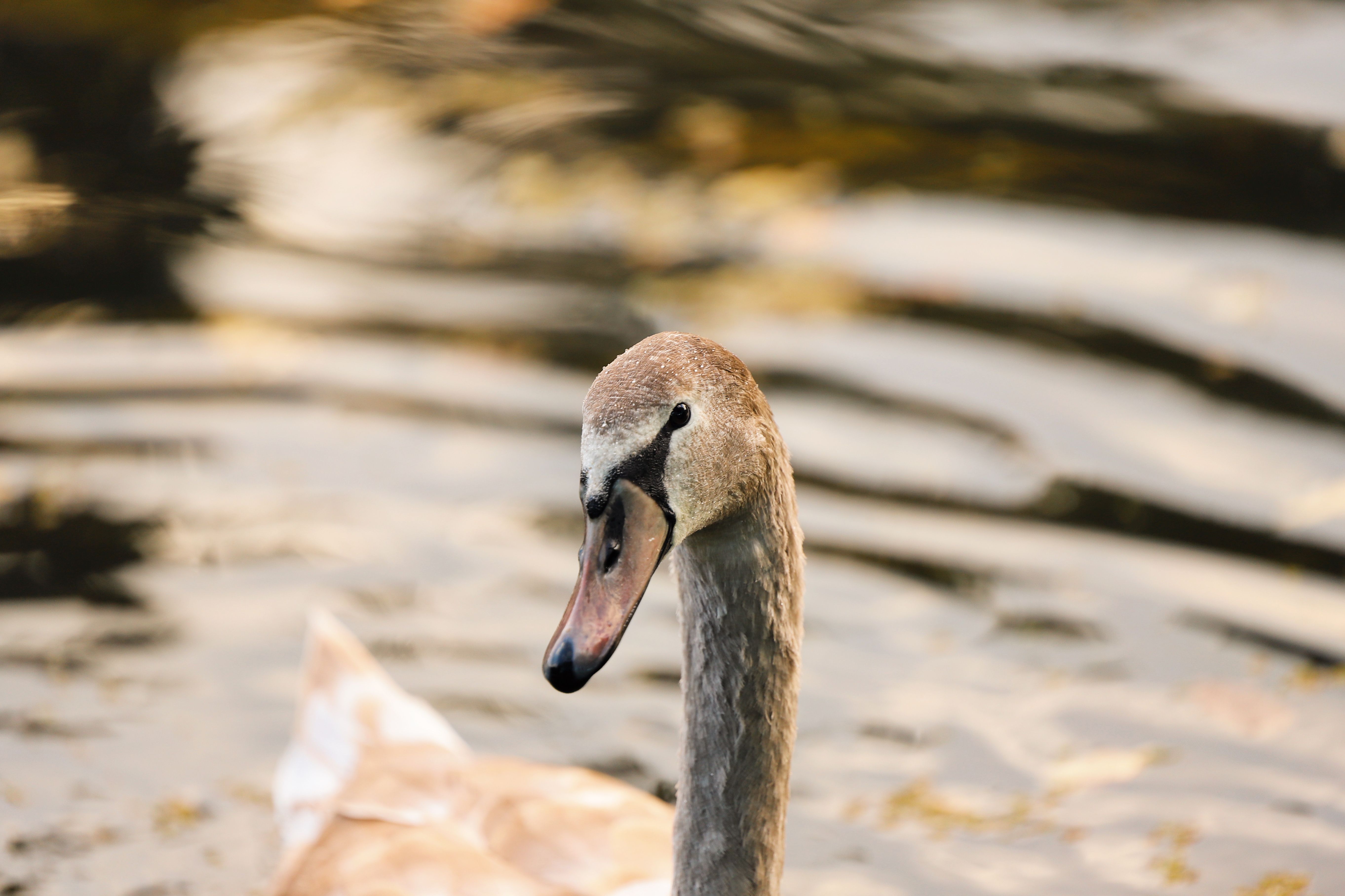 Close-up of a Young Swan Swimming in Autumn Pond · Free Stock Photo