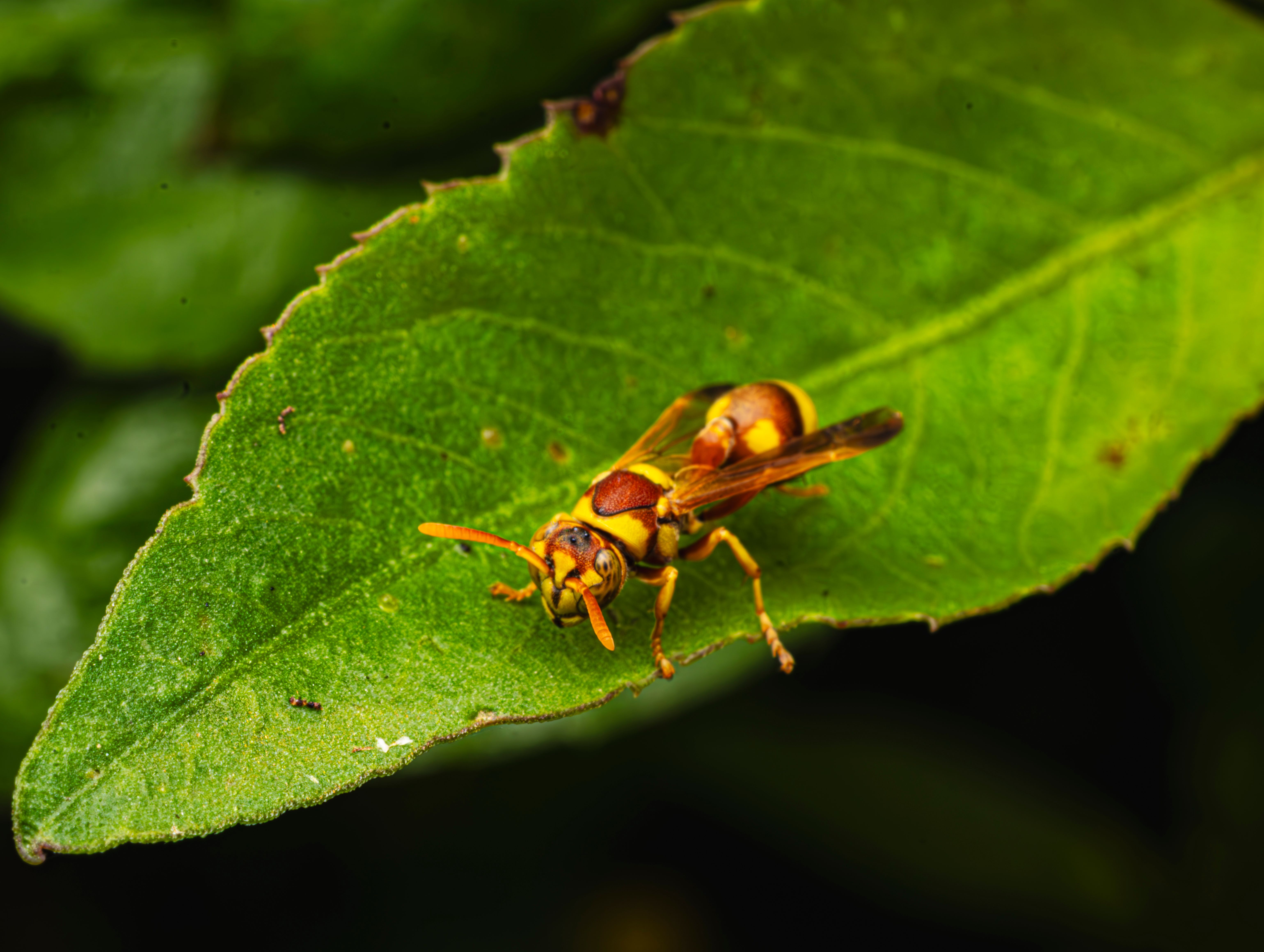 close-up-of-yellow-wasp-on-green-leaf-outdoors-free-stock-photo