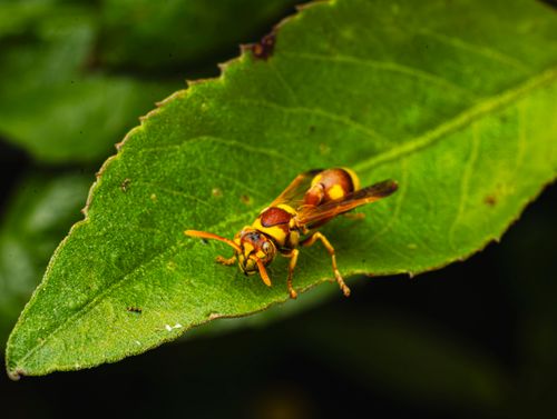 Free Macro photograph of a yellow wasp resting on a vibrant green leaf in nature. Stock Photo