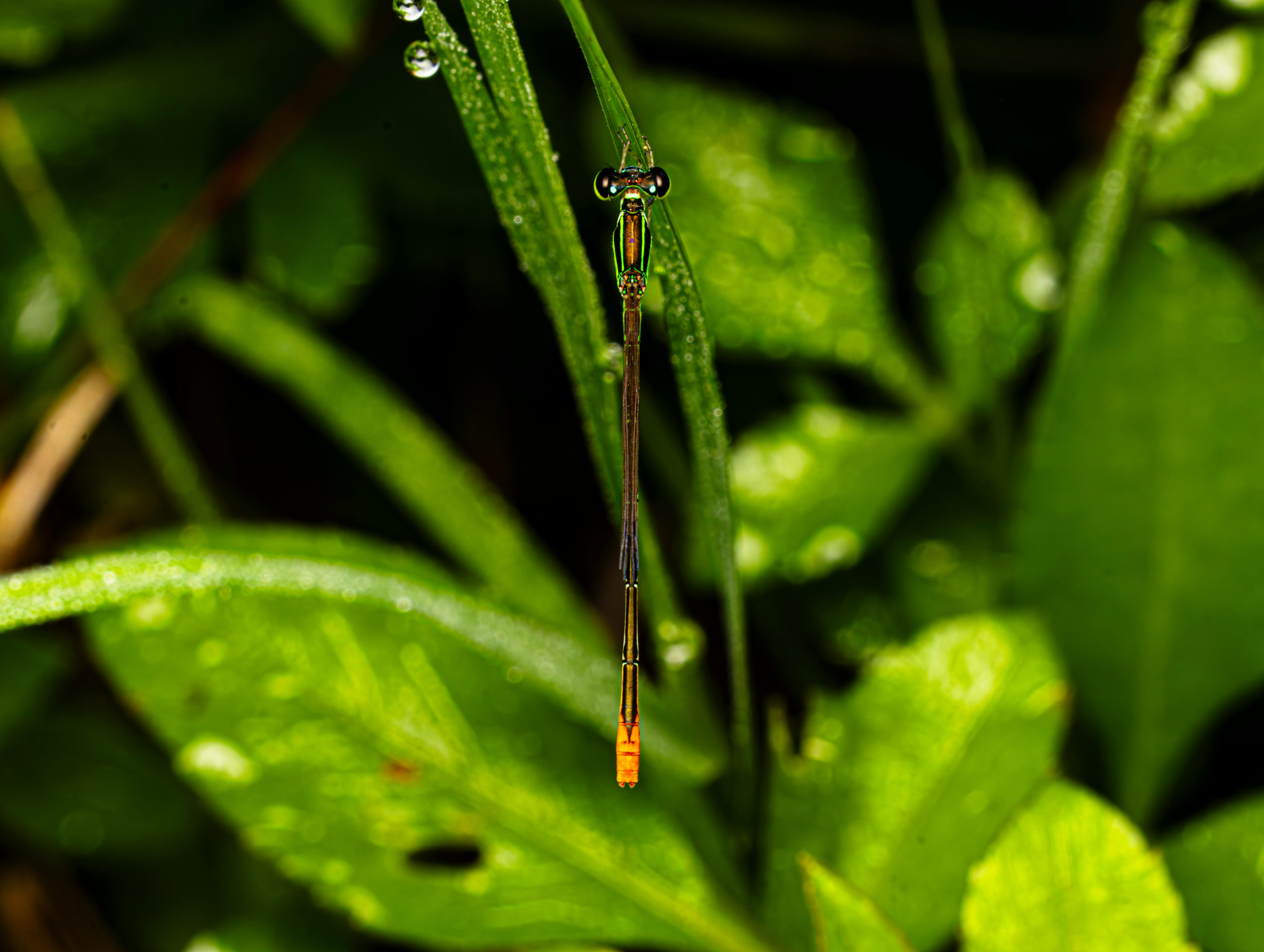 Rare Biological Phenomena Changing Our Perception