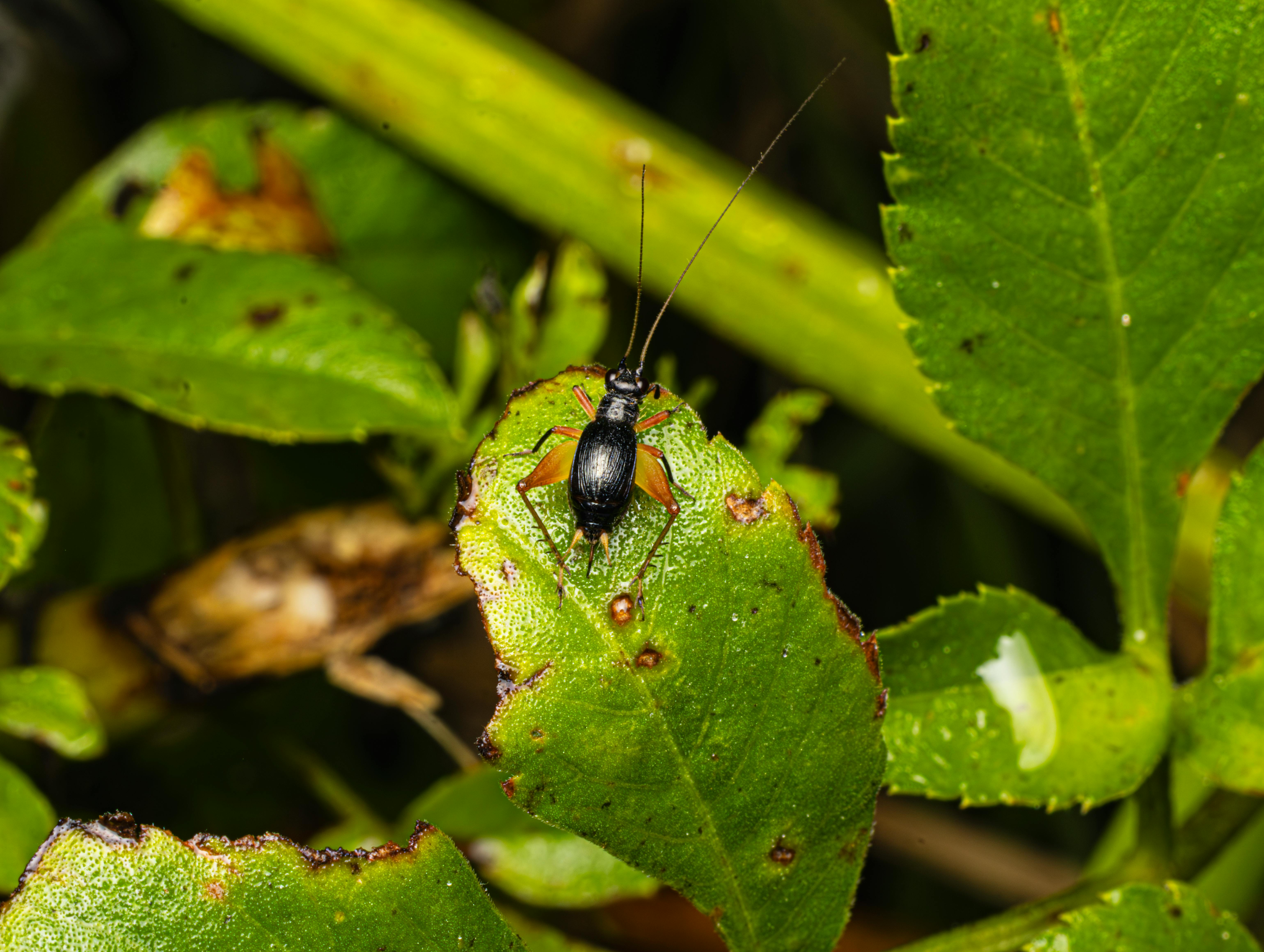 Close‑up of a house cricket perched on a leaf