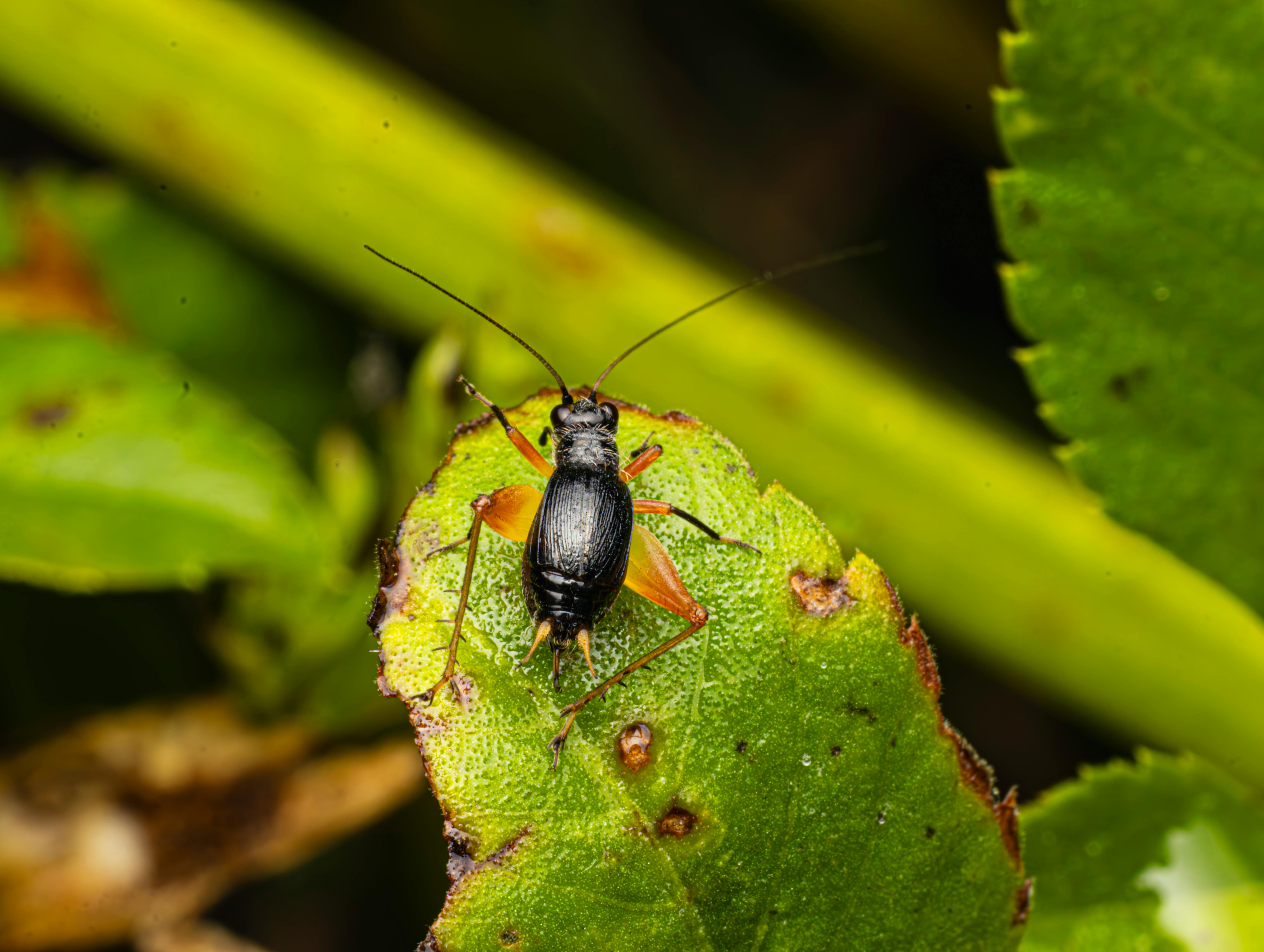 Mimetismo y Camuflaje: Adaptaciones Cruciales en Artrópodos de Jardín