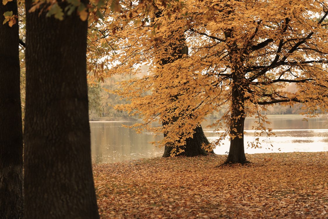 Serene Autumn Landscape with Golden Foliage · Free Stock Photo