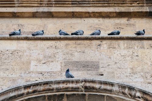 Free Group of pigeons sitting on an ancient stone wall, architectural detail. Stock Photo